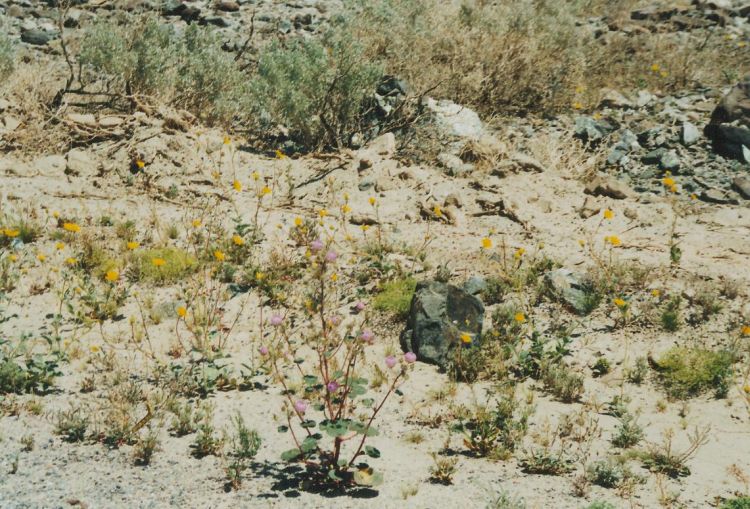 Blumen im Death Valley